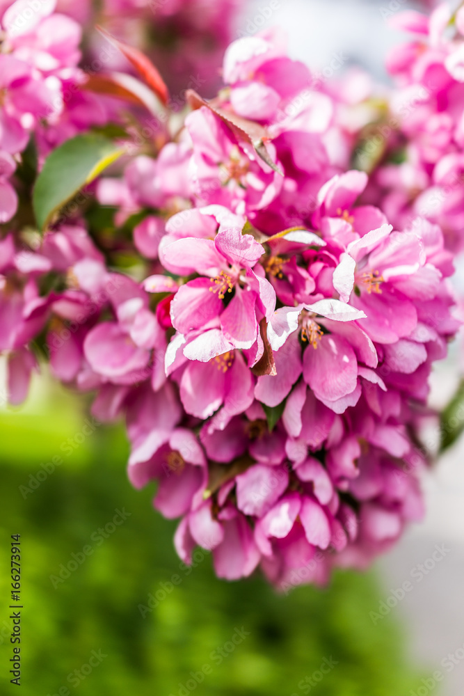 Macro closeup of vibrant pink cherry blossoms