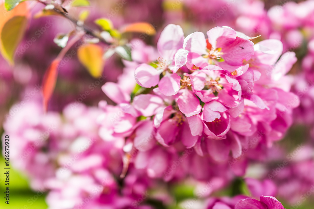 Macro closeup of vibrant pink cherry blossoms