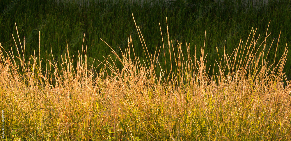 Gold Wild Grass Background