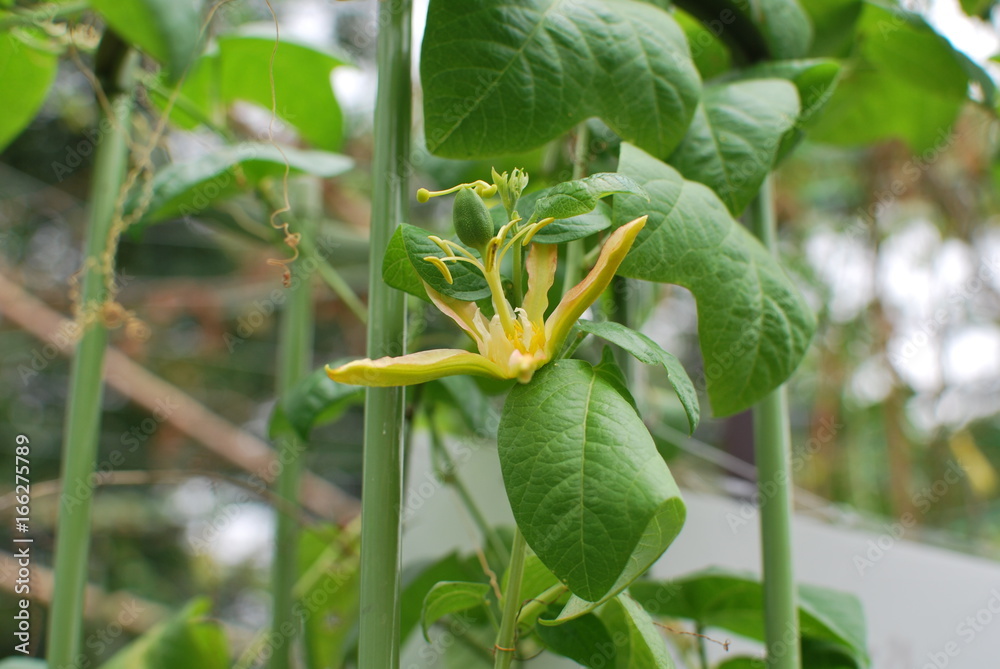 Obraz premium passion flower herbertiana