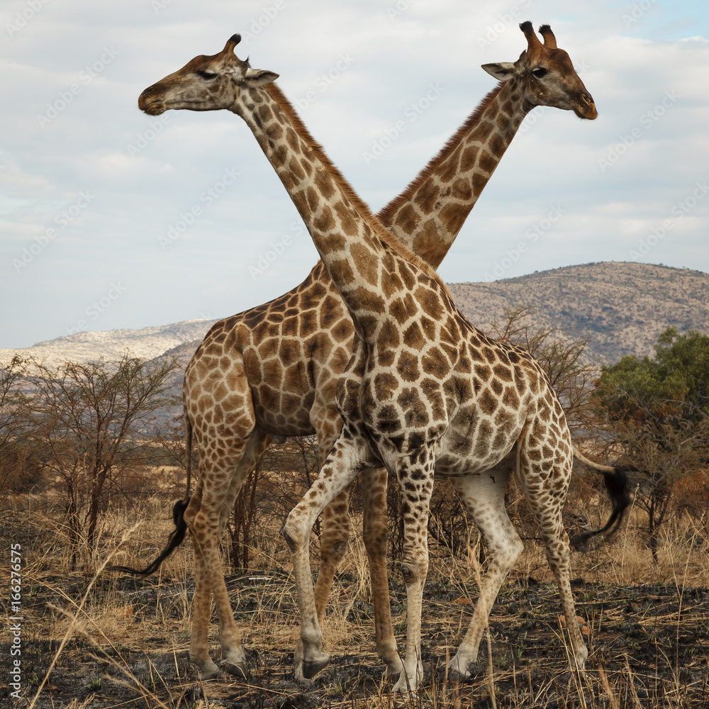 Giraffes Crossing Necks Giraffes Crossing Necks