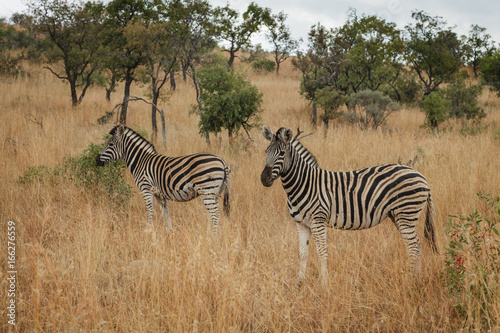 Zebra on Safari