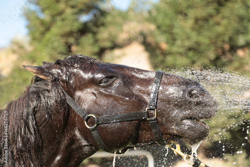 Fototapeta Naklejka Na Ścianę i Meble -  A horse is getting a shower.