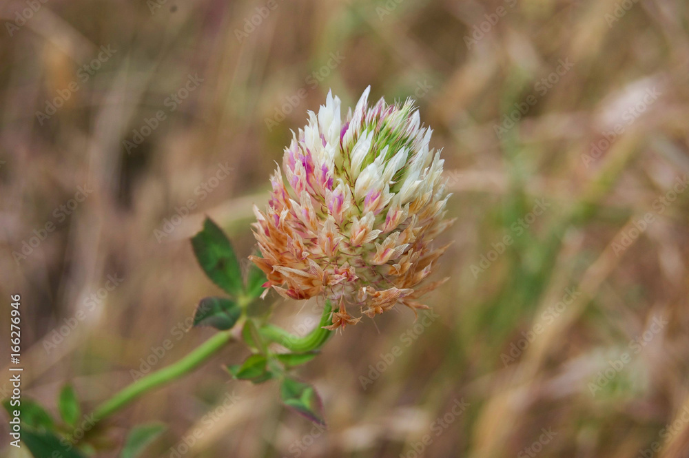 Red Clover Flower 1 Red Clover Flower 1