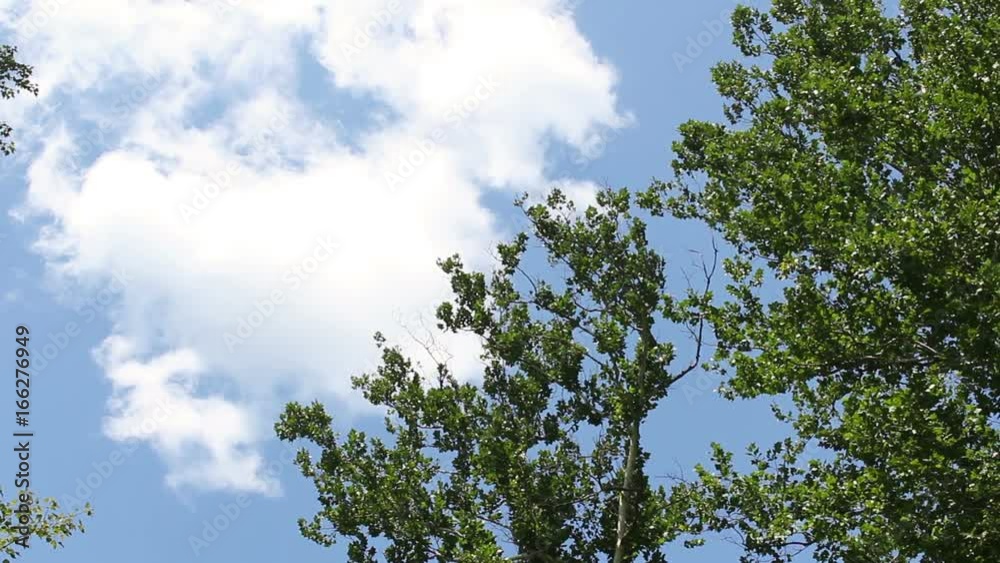 Slow Timelapse of Clouds moving by a Tree on sunny day Slow Timelapse of Clouds moving by a Tree on sunny day