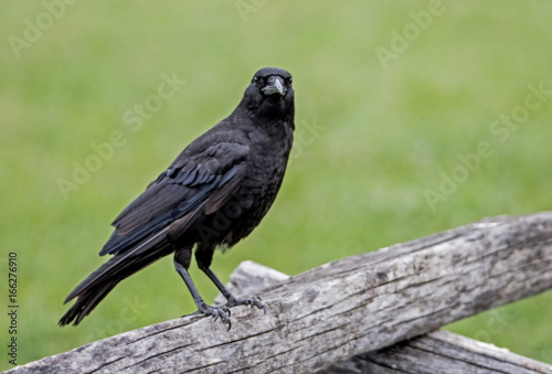 Black Crow sitting on a wooden fence stares at the camera.