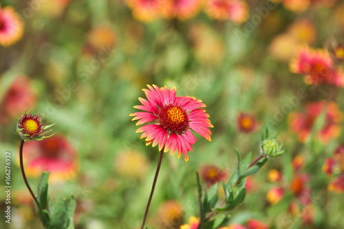 Blanket Flower 1