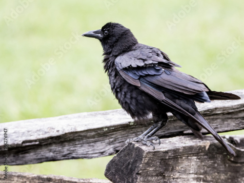 Black Crow sits on a split rail fence.