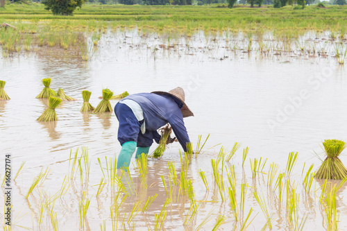 Farmers transplant rice seedlings in paddy field