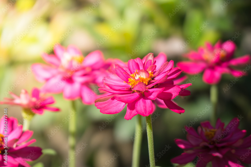 The background image of the colorful flowers The background image of the colorful flowers