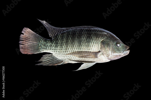 Tilapia fish isolate on black background