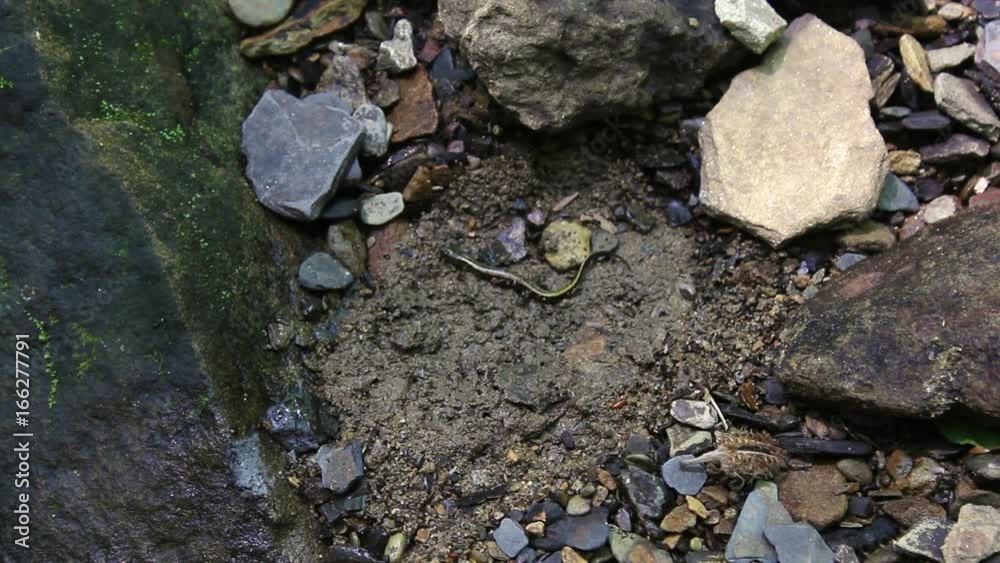 A Wild Small Two-Lined Salamander hiding in the sand near a Pennsylvanian Creek A Wild Small Two-Lined Salamander hiding in the sand near a Pennsylvanian Creek