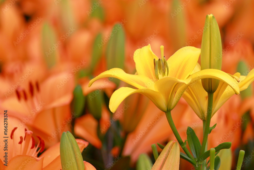 Obraz premium 美しい黄色い百合の花