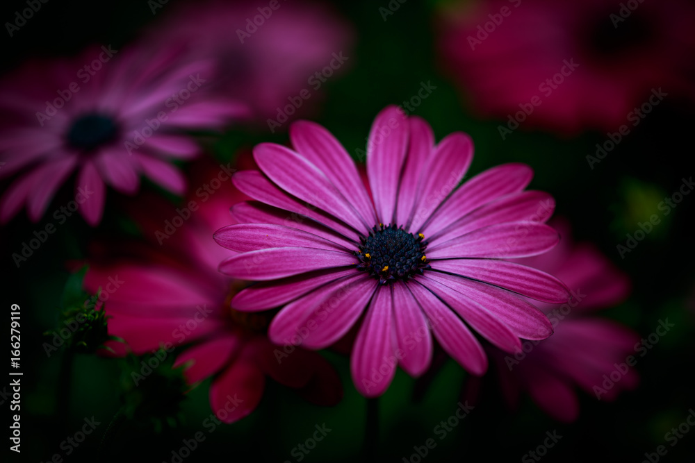 Obraz premium Flower