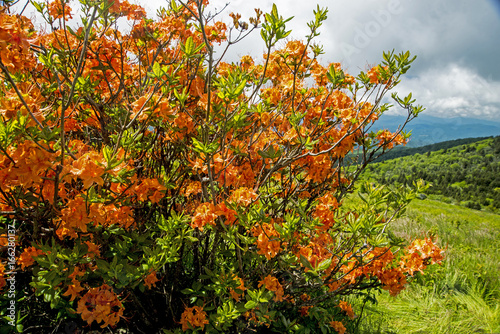 Orange Flame Azalea bloom on Grayson Highlands.