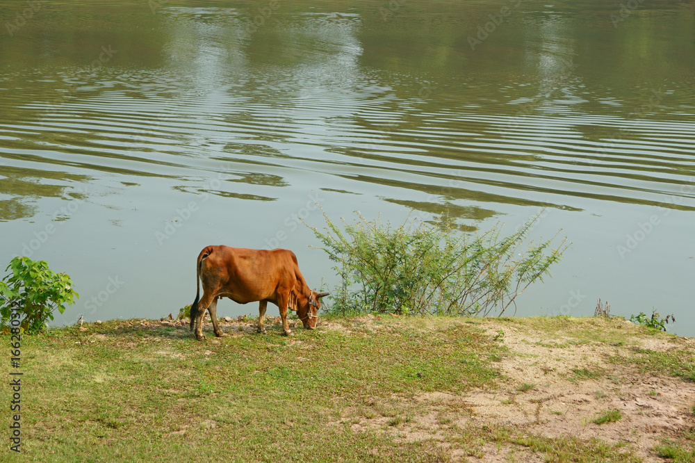 Cow grazes on the lawn of the riverbank on a summer day Cow grazes on the lawn of the riverbank on a summer day
