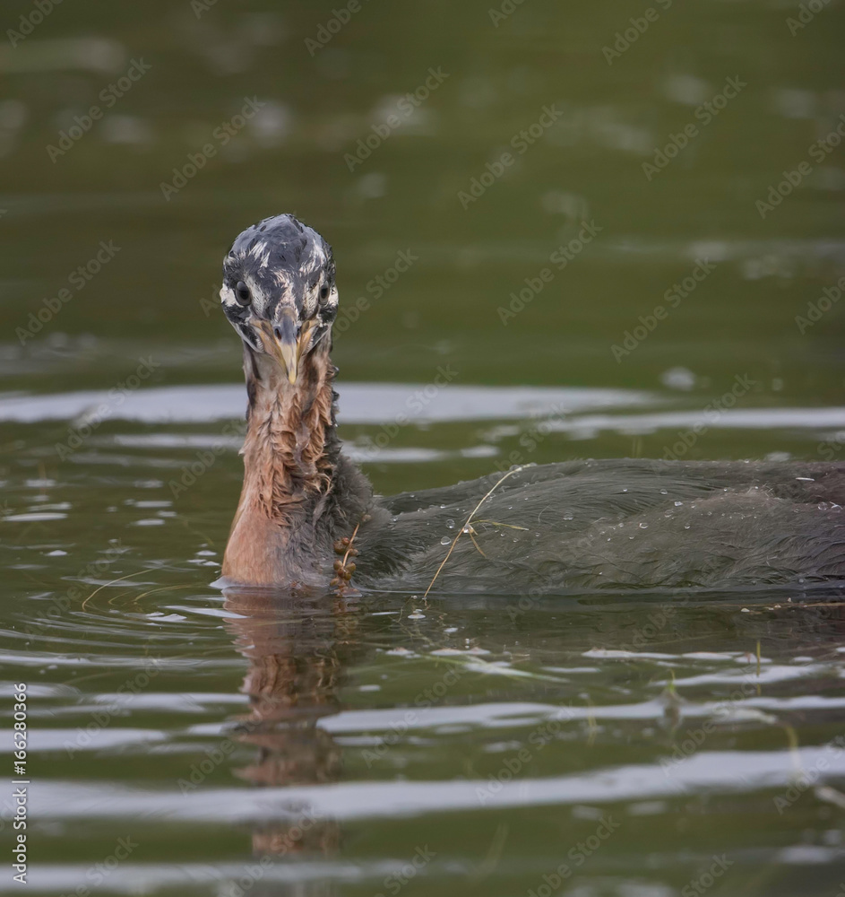 Fototapeta premium Red-necked Grebe Juvenile
