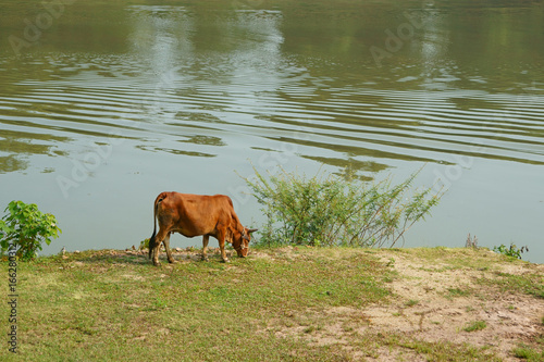 Cow grazes on the lawn of the riverbank on a summer day © Phu