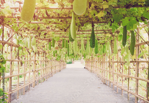 Winter Melons garden with soft light mornong 
 photo