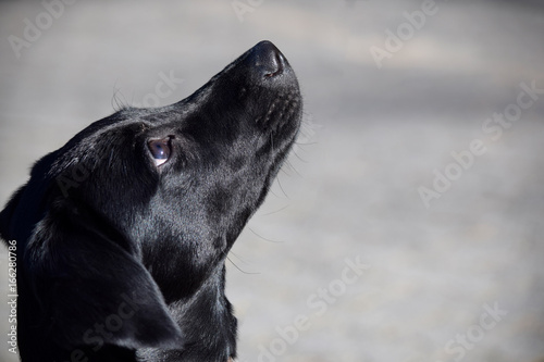 Labrador