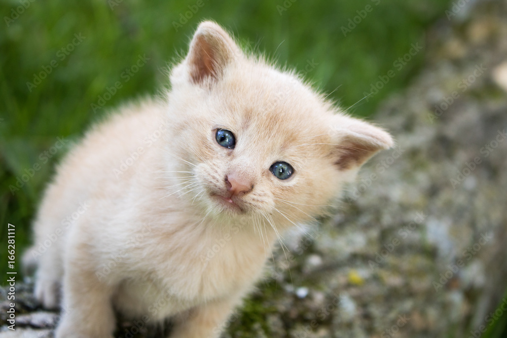 Obraz premium Kitten In A Tree