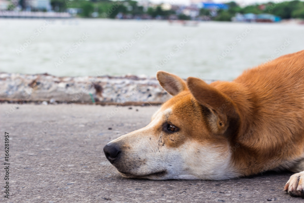 Dog at the coast : 犬・野良犬・野犬・海・海岸 Dog at the coast : 犬・野良犬・野犬・海・海岸