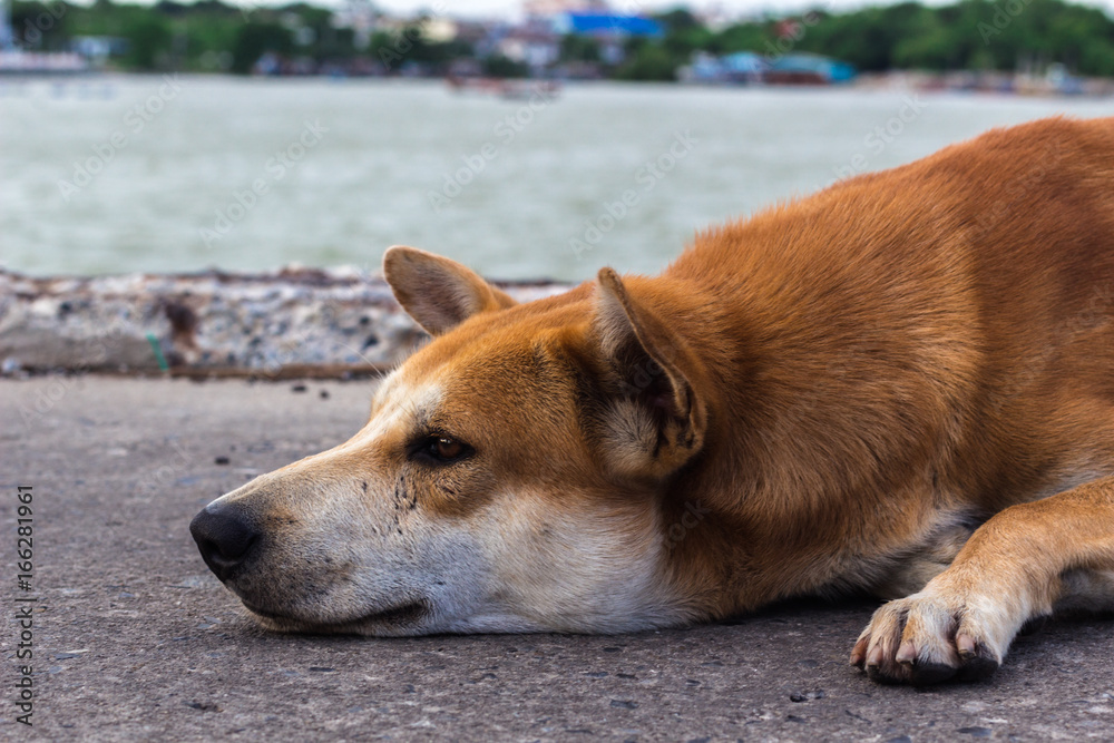 Dog at the coast : 犬・野良犬・野犬・海・海岸