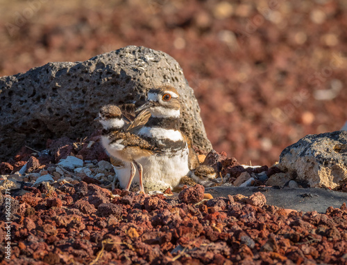 It is egg hatching day at the Killdeer nest and the adult Killdeer are busy with the eggs and the new chicks © photobyjimshane