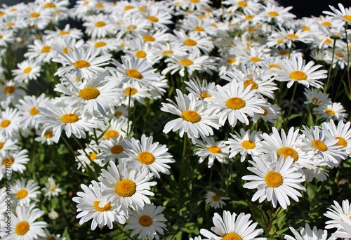Fototapeta Naklejka Na Ścianę i Meble -  Full bloom Shasta daisies in mid summer