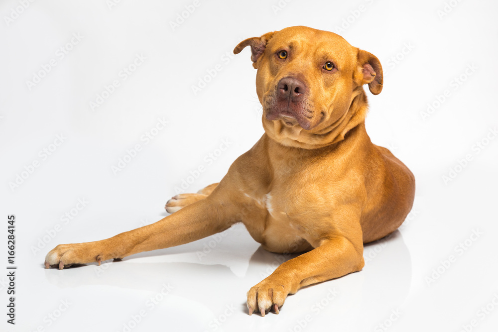 Brown dog on a white background