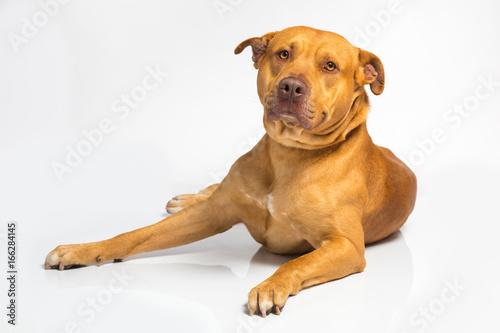 Brown dog on a white background