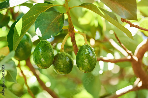 Group of avocado hang on tree