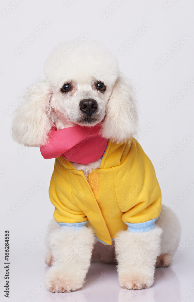 White poodle in colorful costume White poodle in colorful costume