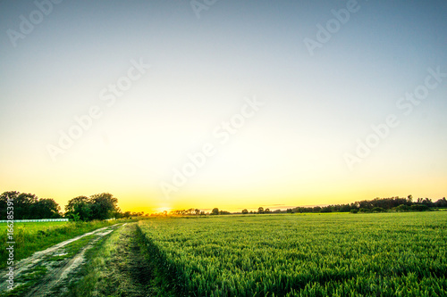 Cereal field with blue sky at sunset