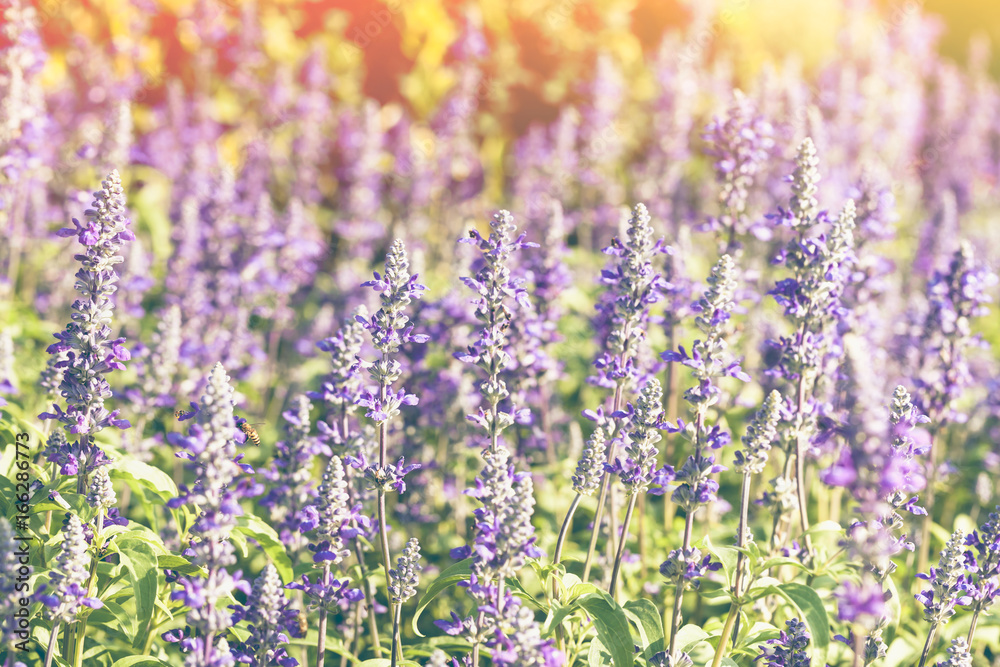 Fototapeta premium Colorful field of blue salvia flower blooming in park. Vintage effect tone.