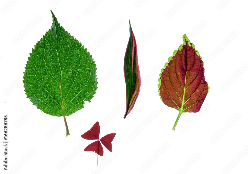 leaf isolated on the white leaf isolated on the white