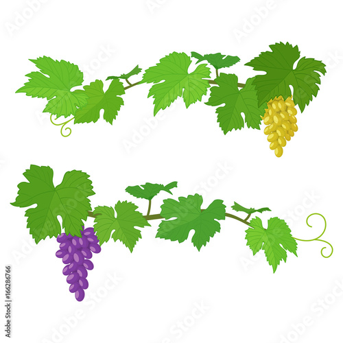 Bunches of grapes