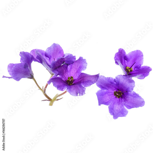 Fototapeta Naklejka Na Ścianę i Meble -  violet flowers isolated