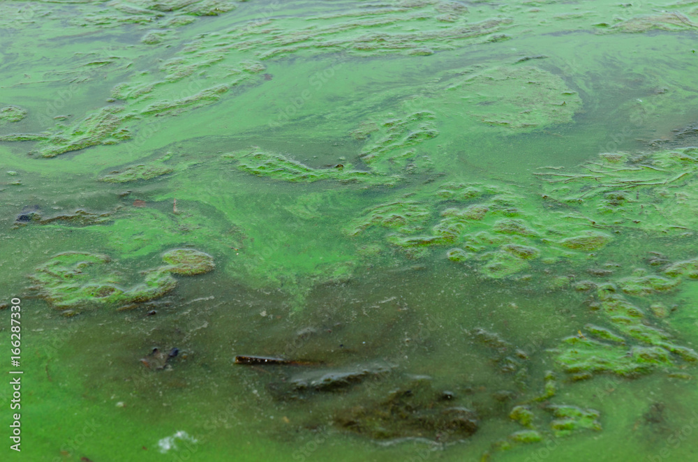 Green algae pollution on a water surface Green algae pollution on a water surface