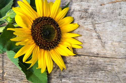 Decorative sunflower on the wooden background