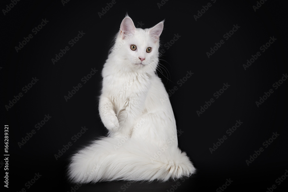 White cat Maine Coon sits on a black background.