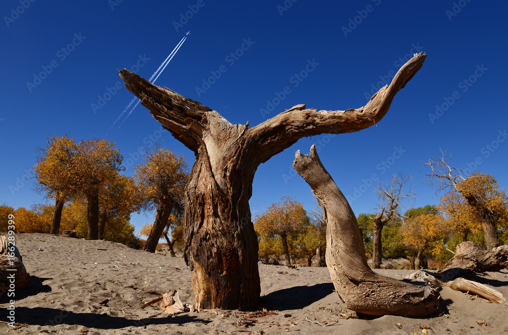 Fototapeta premium Populus diversifolia forest in autumn season