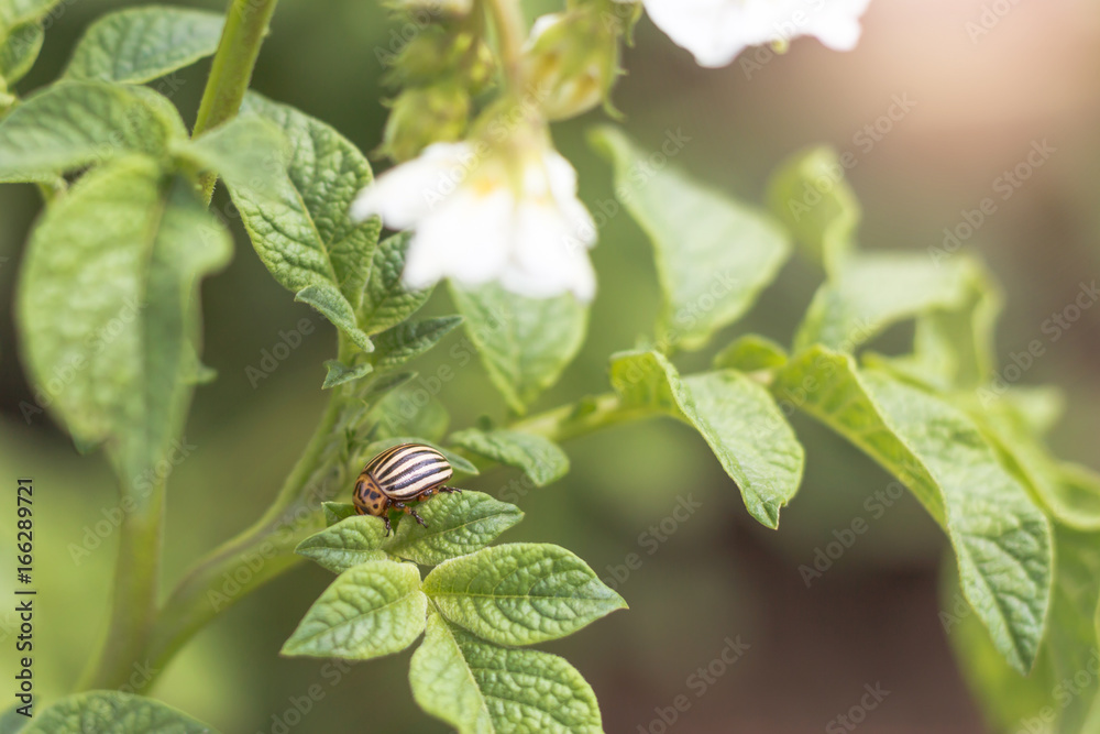 Colorado beetle eats potato leaves, close-up. Concept of invasion of beetles. Poor harvest of potatoes Colorado beetle eats potato leaves, close-up. Concept of invasion of beetles. Poor harvest of potatoes