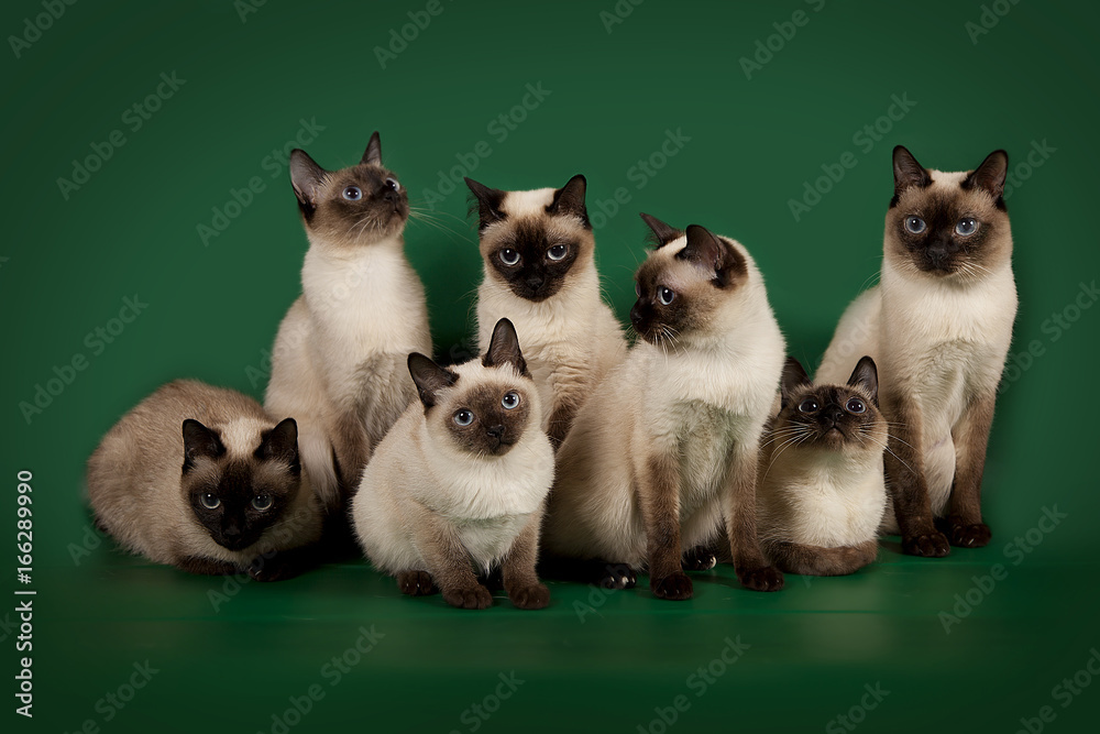 A lot of the same cats are posing on a green studio background.