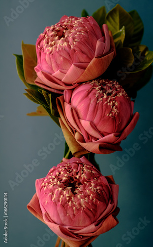 Vintage image style on pink folding  water lily or lotus flower thai style for worship © iphotothailand
