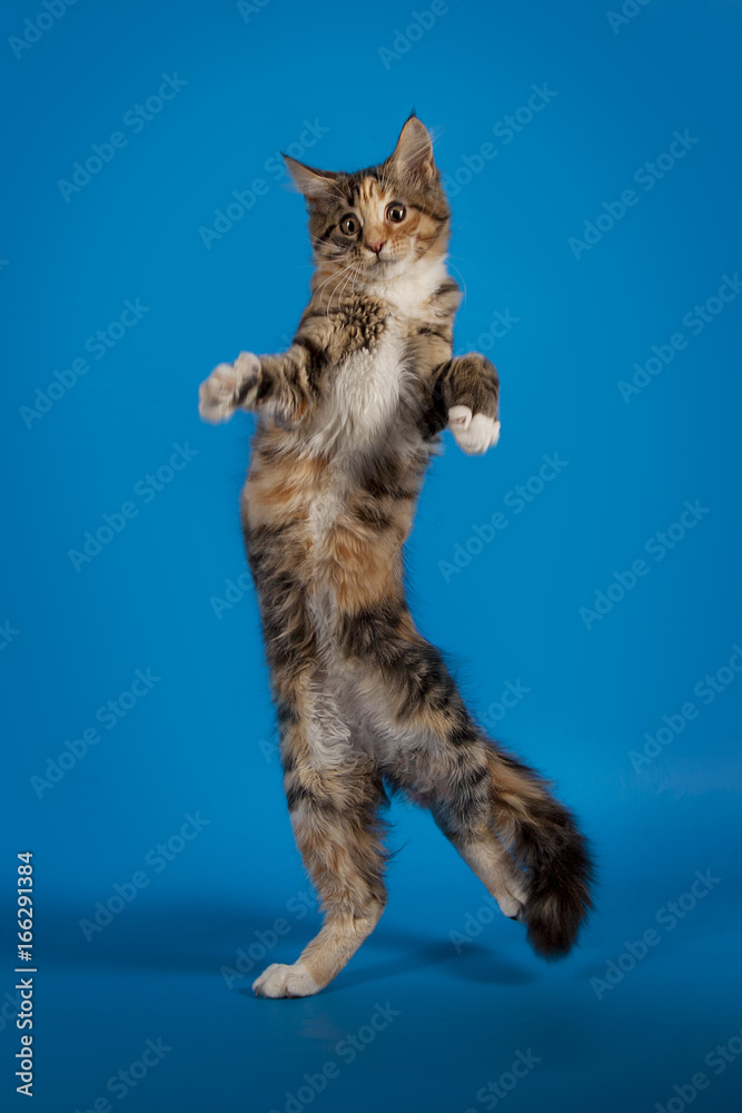 Very funny Maine Coon kitten playing on a blue studio background. A funny animal.