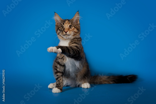 The Maine Coon kitten playing on a blue studio background.