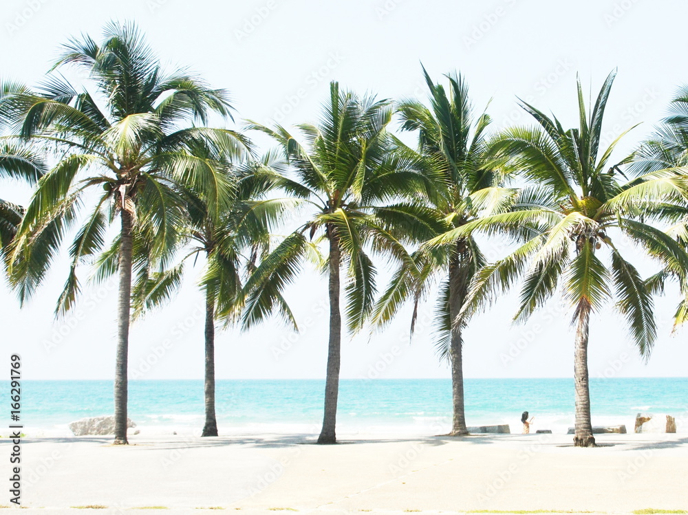 Palm coconut tree Palm coconut tree
