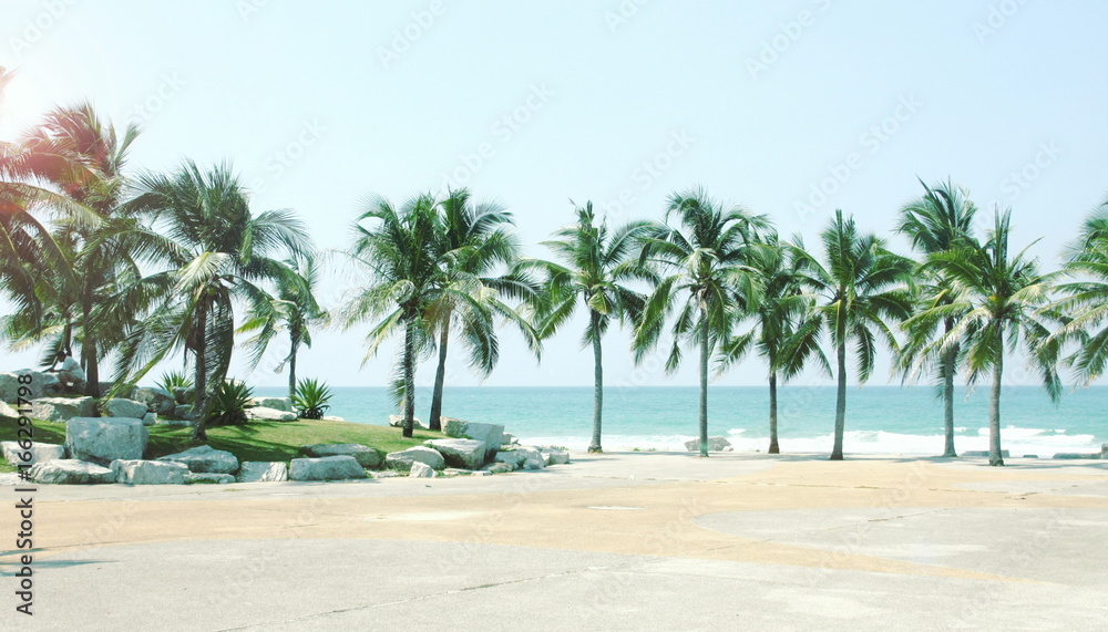 Obraz premium Palm coconut tree