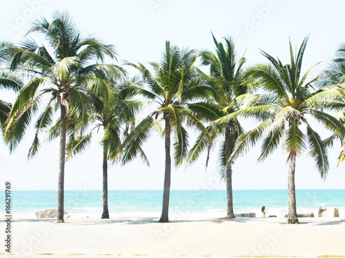 Palm coconut tree © supachai
